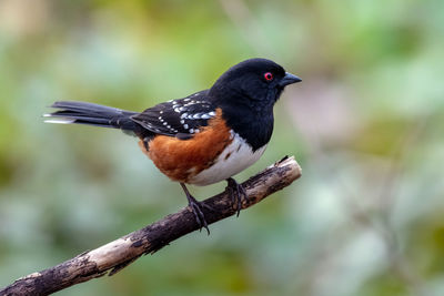 Close-up of bird perching on branch