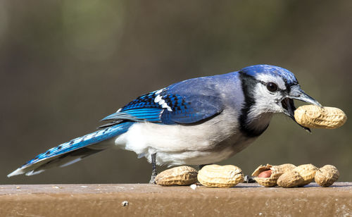 Close-up of bird perching on wood