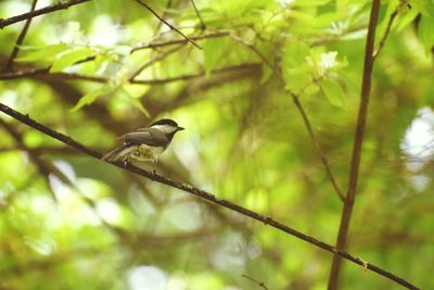 Low angle view of bird perching on branch