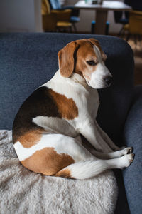 pet