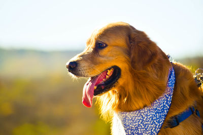 Close-up of dog looking away