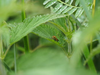 Close-up of insect on plant