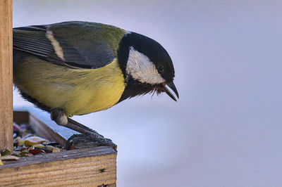 Close-up of bird perching on wood against sky