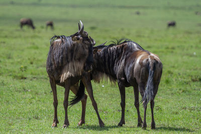 Two male wildebeest sizing each other up