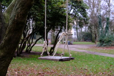 Swing hanging on tree trunk in park
