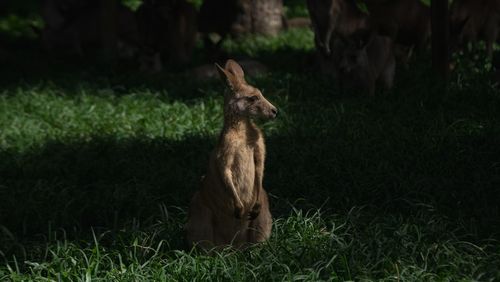 A kangaroo looking out into the distance