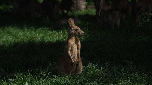 Deer on grassy field