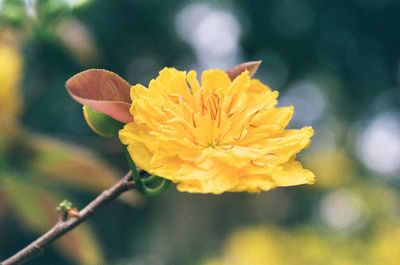 Close-up of yellow flower blooming outdoors