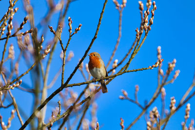 Low angle view of bird perching on tree against sky