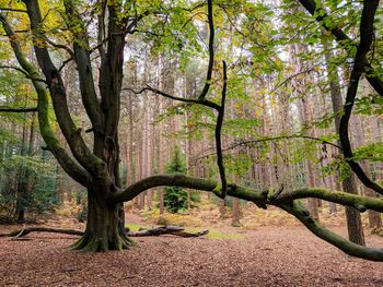 Trees in forest