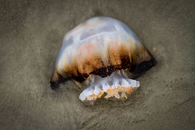 High angle view of jellyfish on beach