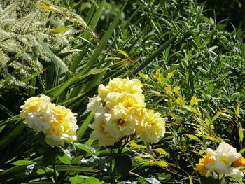 Close-up of yellow flowering plants