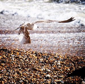 Close-up of bird flying