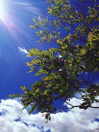 Low angle view of trees against blue sky