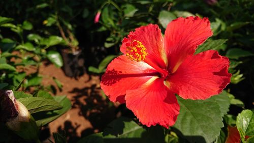 Close-up of red hibiscus blooming outdoors