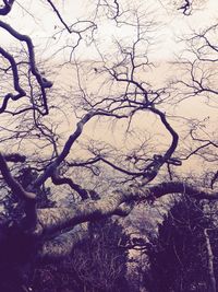 Bare trees against sky