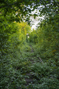 Trees and plants growing on field in forest