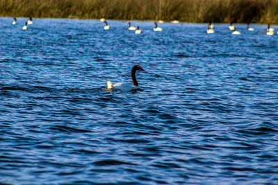 Swans swimming in lake