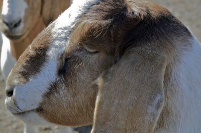 Close-up of a horse