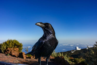 Close-up of a bird looking away against blue sky