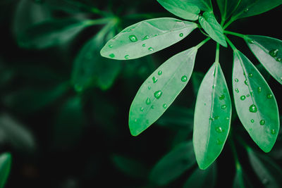 Close-up of raindrops on leaves