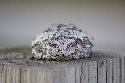 Close-up of toad