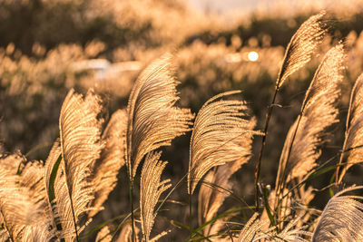 Close-up of crops on field