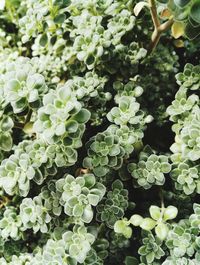 Close-up of plants