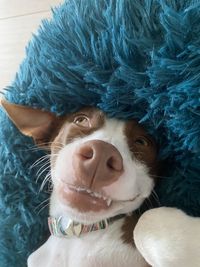 Close-up portrait of dog with toy