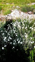 Flowers growing on field