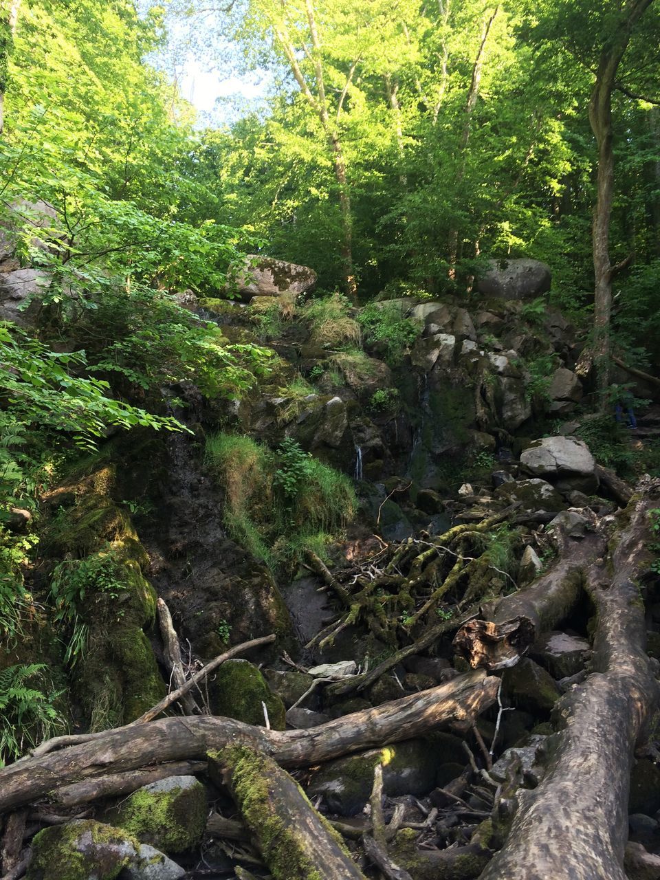 tree, forest, tranquility, growth, nature, tranquil scene, beauty in nature, scenics, branch, green color, non-urban scene, tree trunk, stream, water, rock - object, woodland, day, plant, idyllic, lush foliage