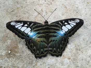 High angle view of butterfly