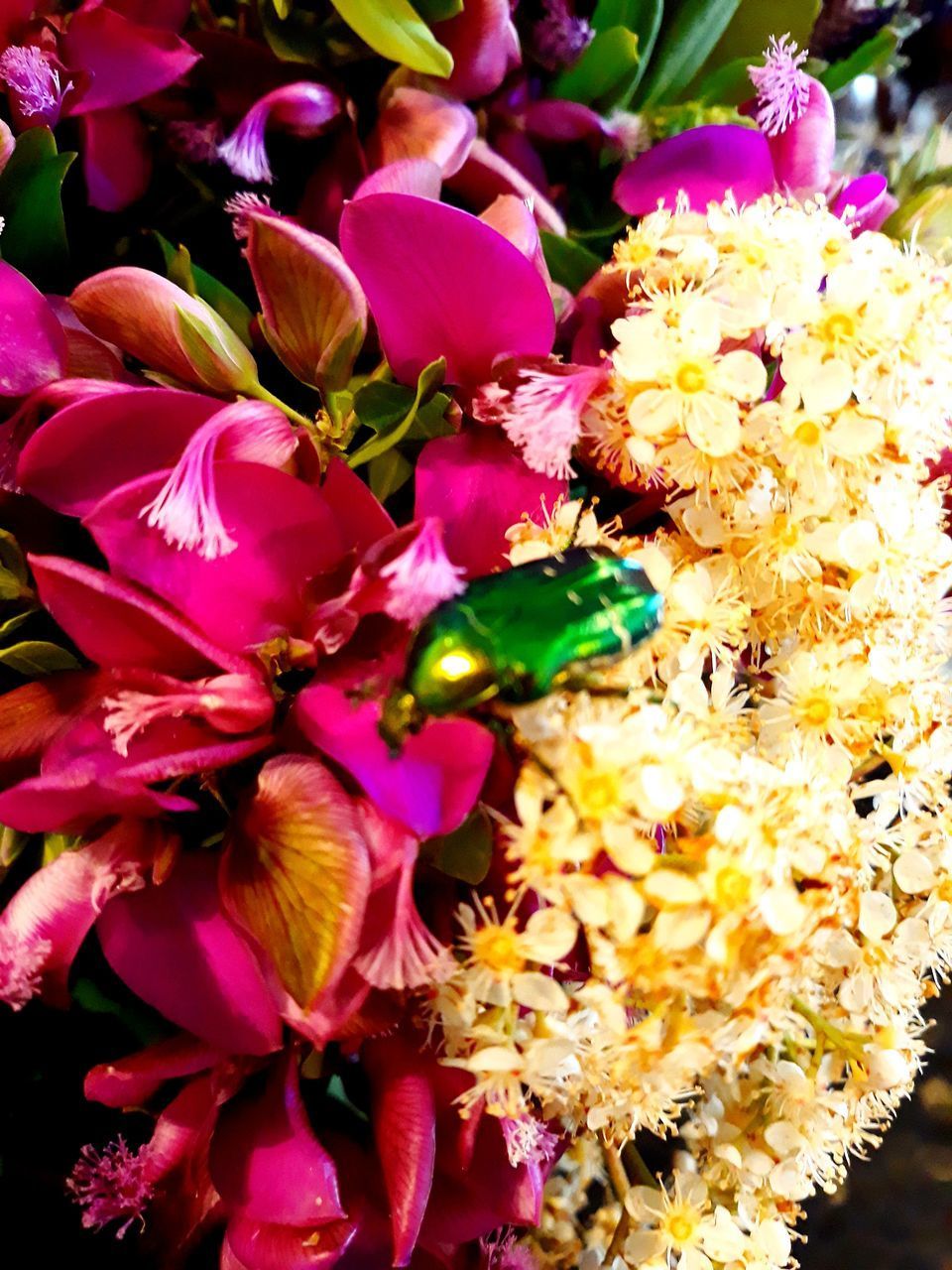 CLOSE-UP OF FLOWERING PLANT