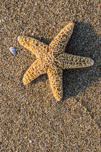 High angle view of starfish on beach