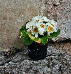 Close-up of white flowers blooming outdoors