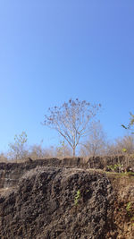 Trees on field against blue sky