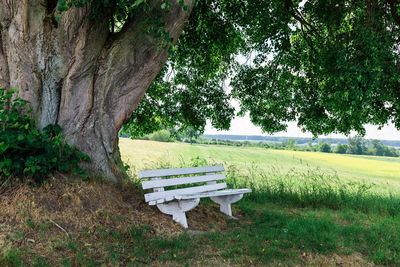 Empty bench on field by trees in park