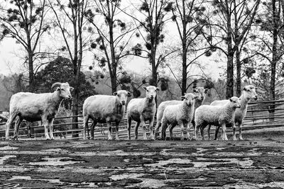 Flock of sheep in pen against trees