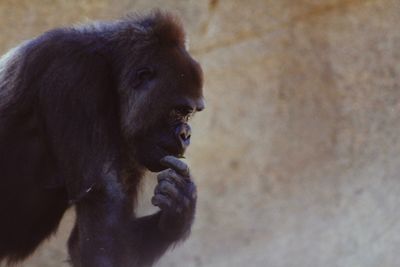 Close-up of gorilla