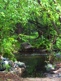 Stream flowing through forest