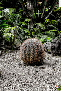 Close-up of plants