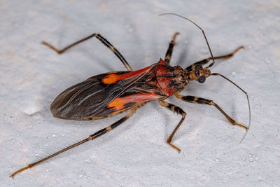 High angle view of insect on floor