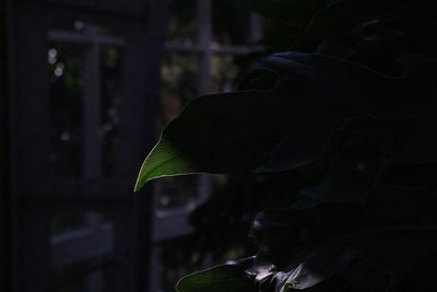 Close-up of silhouette flowering plant
