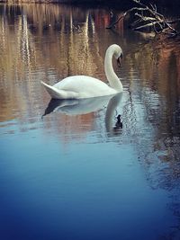Close-up of swan in lake