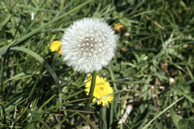 Close-up of yellow flower blooming outdoors