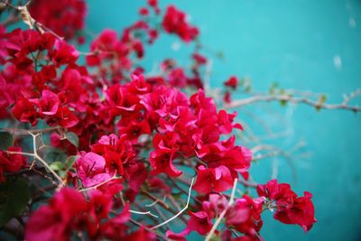 Close-up of red flowers blooming outdoors