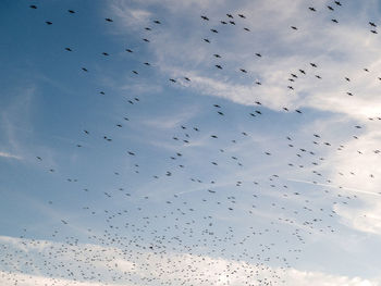 Low angle view of birds flying in sky