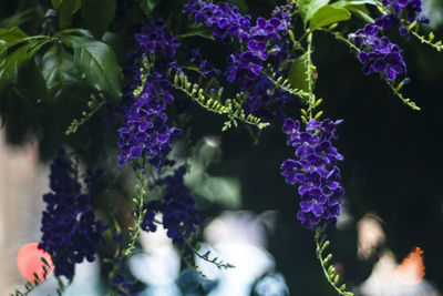 Close-up of purple flowering plants