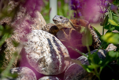 Close-up of lizard on rock