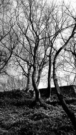 Bare trees on field